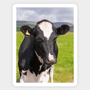 Frisian Cow, Peak District Sticker